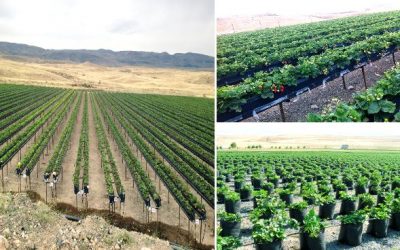 الأراضي الزراعية في أرمينيا