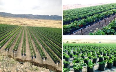 Agricultural Lands InArmenia