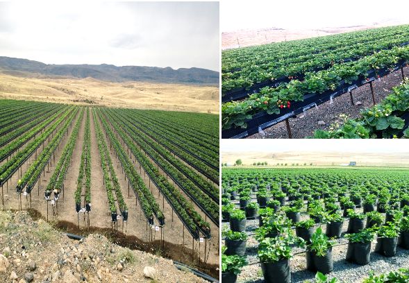 الأراضي الزراعية في أرمينيا